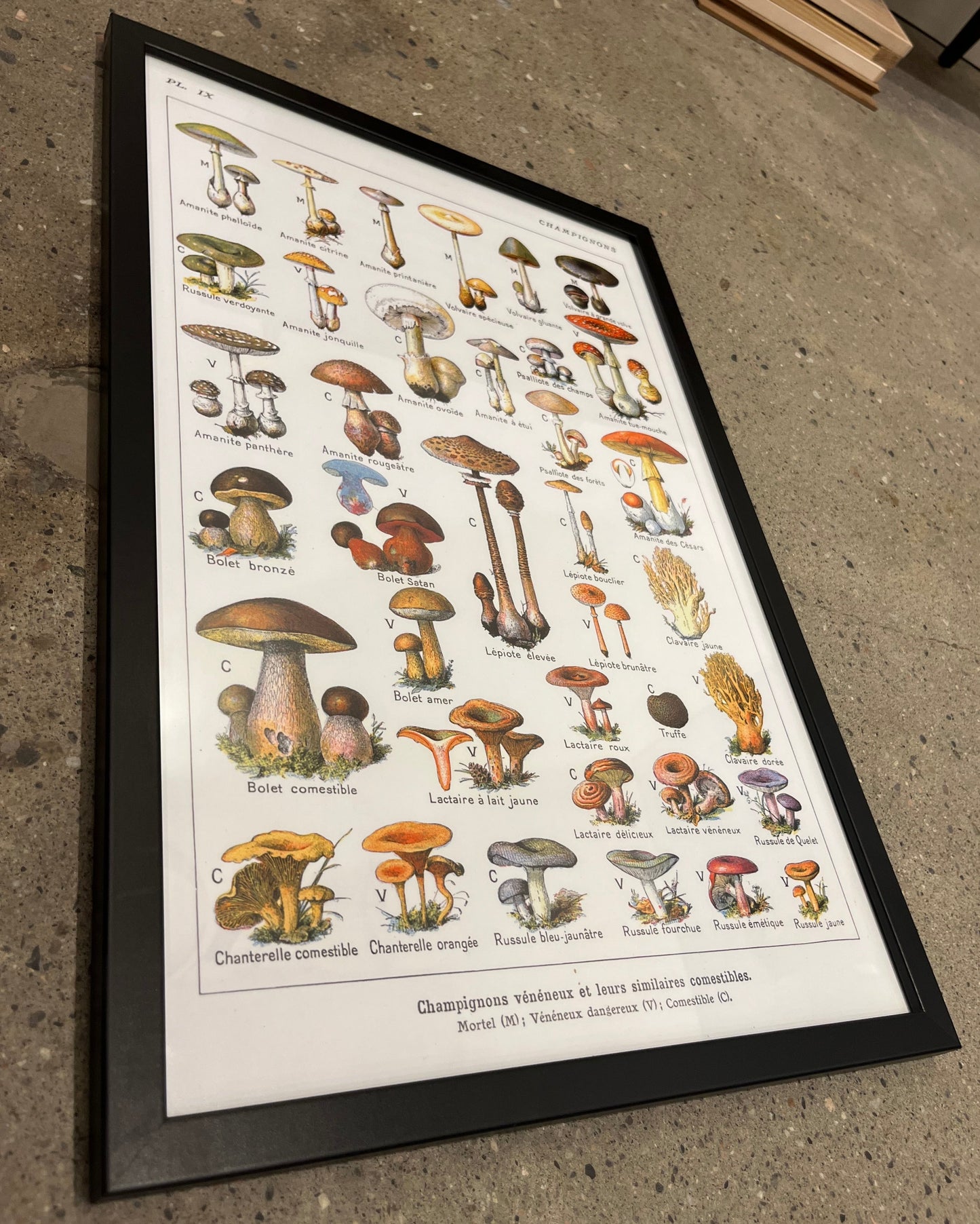 Champignons
